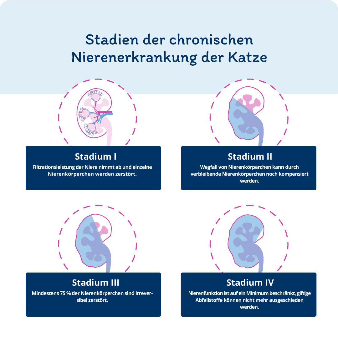 Stadien einer Niererkrankung bei der Katze