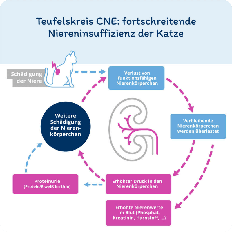 Infografik: Teufelskreis CNE: fortschreitende Nierenerkrankung der Katze