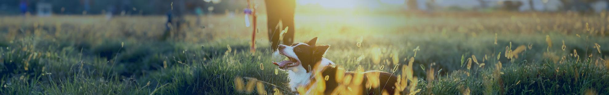 Herrchen und Hund: Welcher Hund passt zu mir?