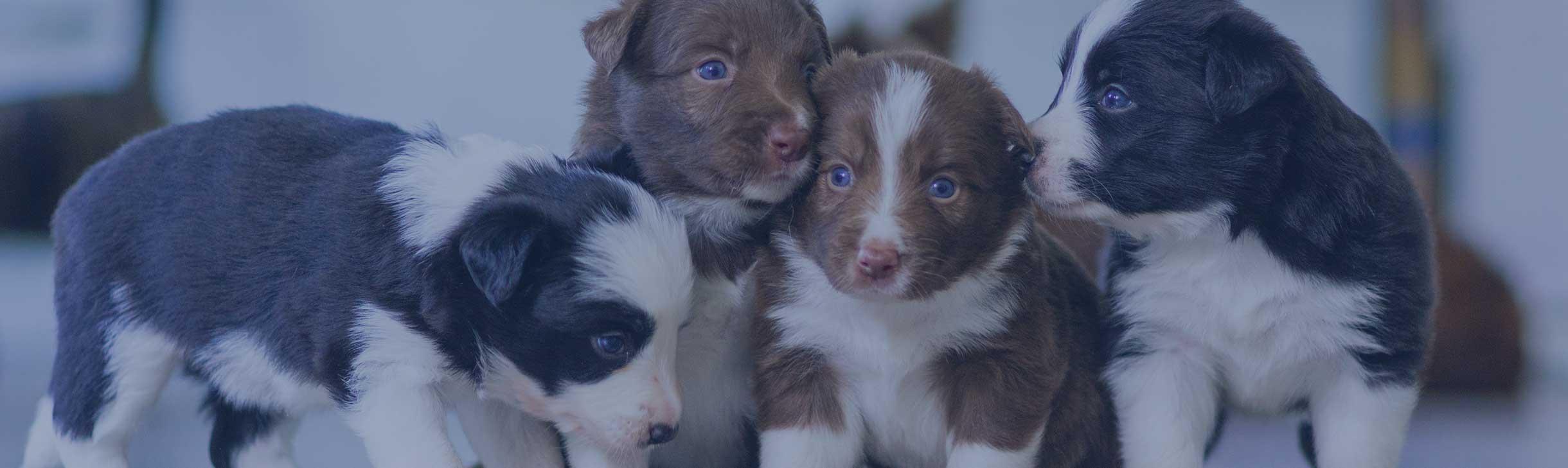 Paarungsverhalten beim Hund: Das Ergebnis sind meist zuckersüße Hundewelpen.