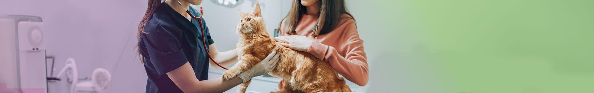 Katze Tierarzt und der Transport zur Tierarztpraxis.