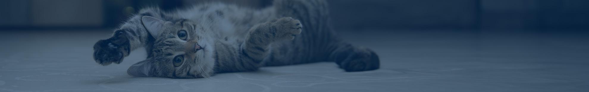 Eine europäisch Kurzhaar Katze, die entspannt liegt. Welche Katzenrasse eignet sich am besten für die Haltung?