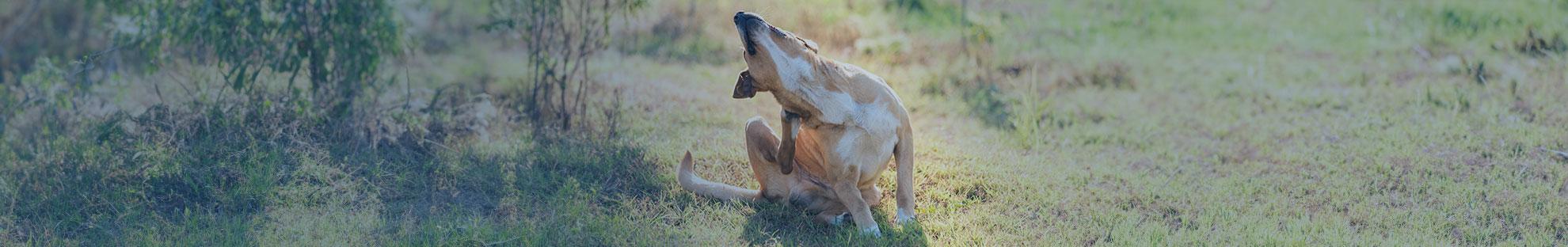 Hund kratzt sich ständig: Ursachen und Behandlung