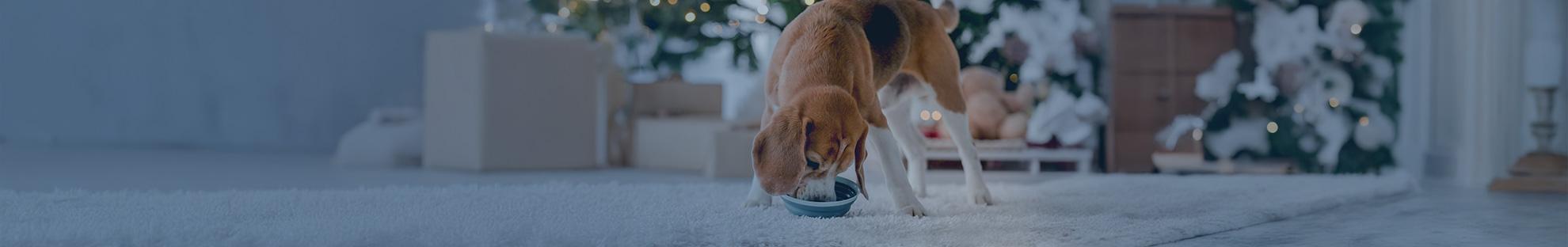 Vergiftung beim Hund: Diese Lebensmittel sind giftig für Hunde
