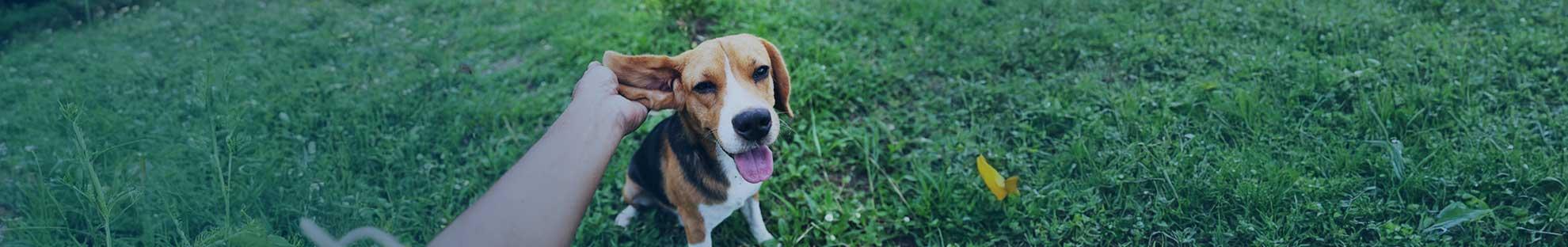 Ohrenentzündung beim Hund