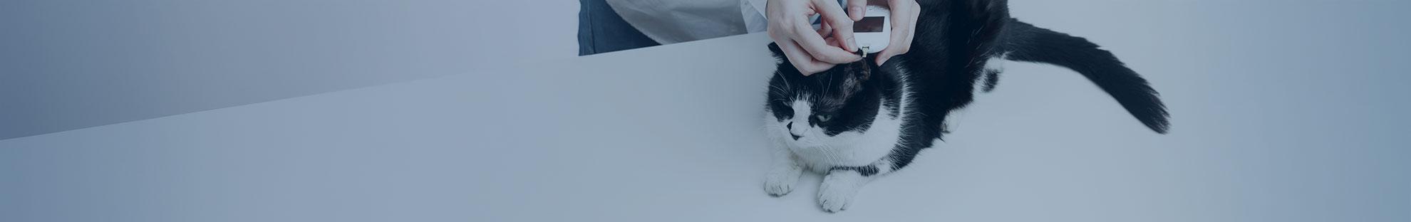 Blutzucker messen: Katze wird mit Glucometer getestet. 