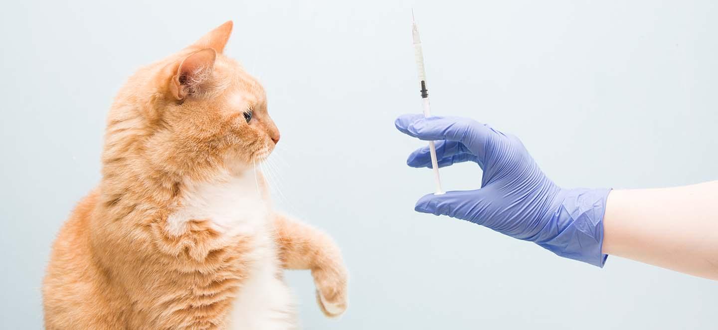 Ohne den Schutz einer Impfung verläuft Tollwut bei der Katze tödlich.