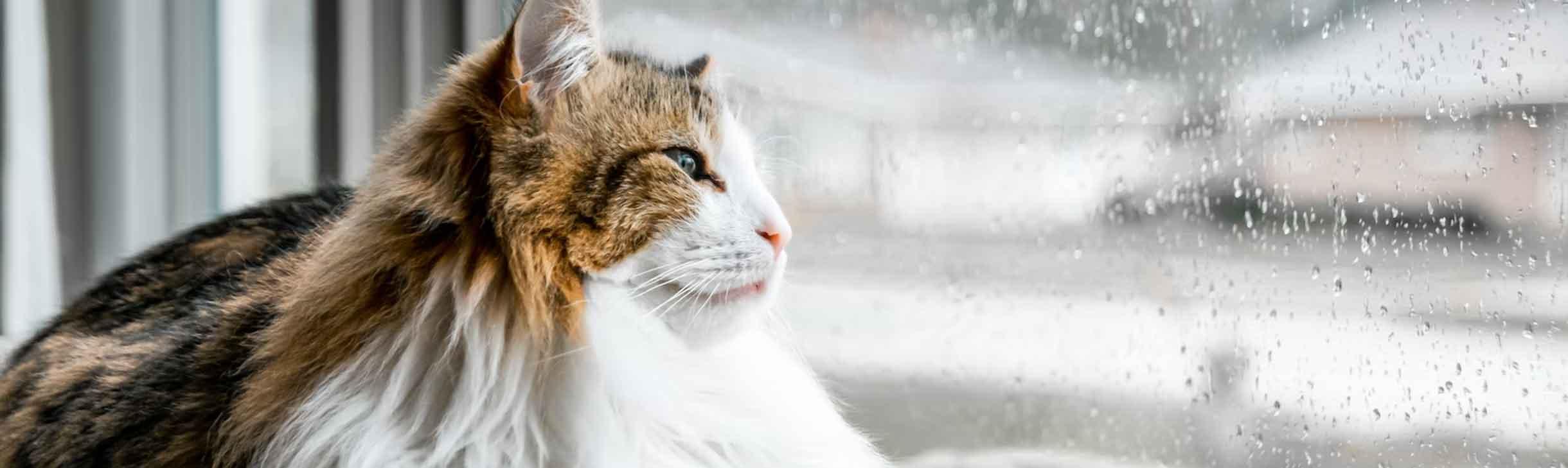 Katze bei Regen am Fenster