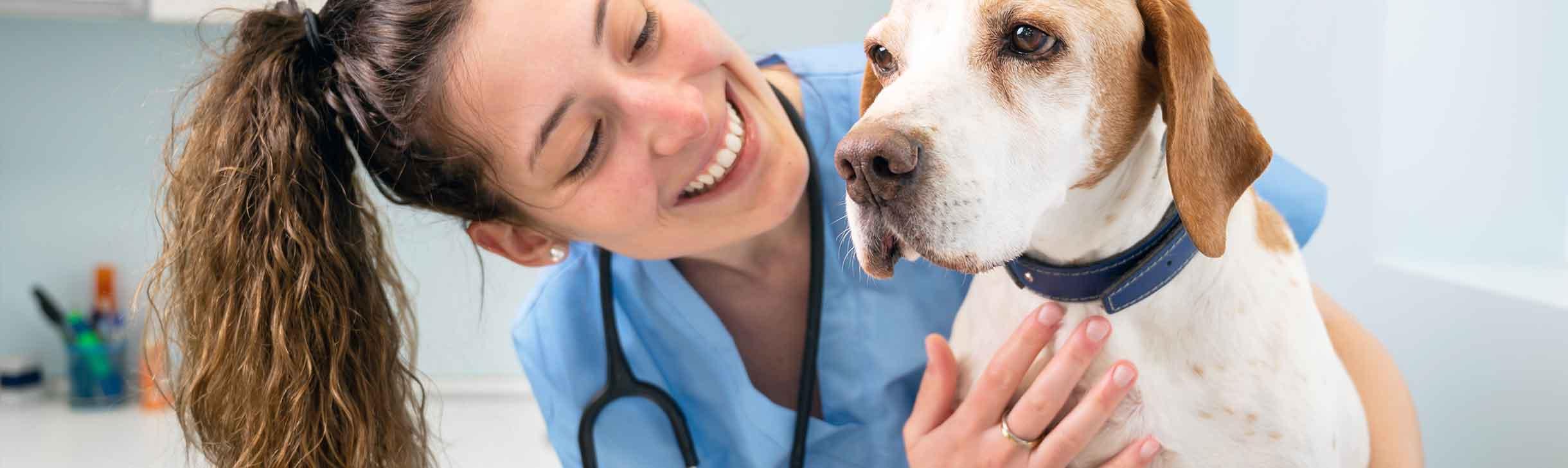 Hund beim Tierarzt zur Vorsorge-Untersuchung.