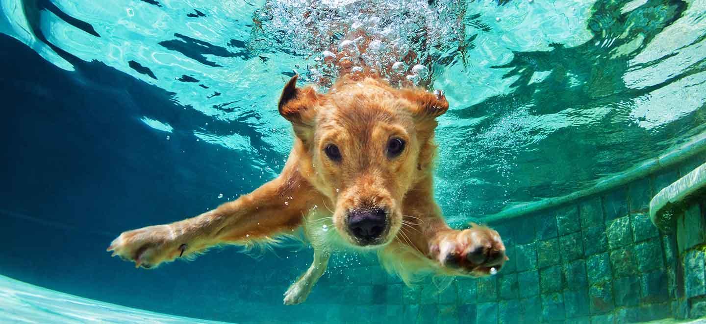 Hund beim Tauchen - Arthrose beim Hund kann den Bewegungsdran des Hundes stark einschränken.