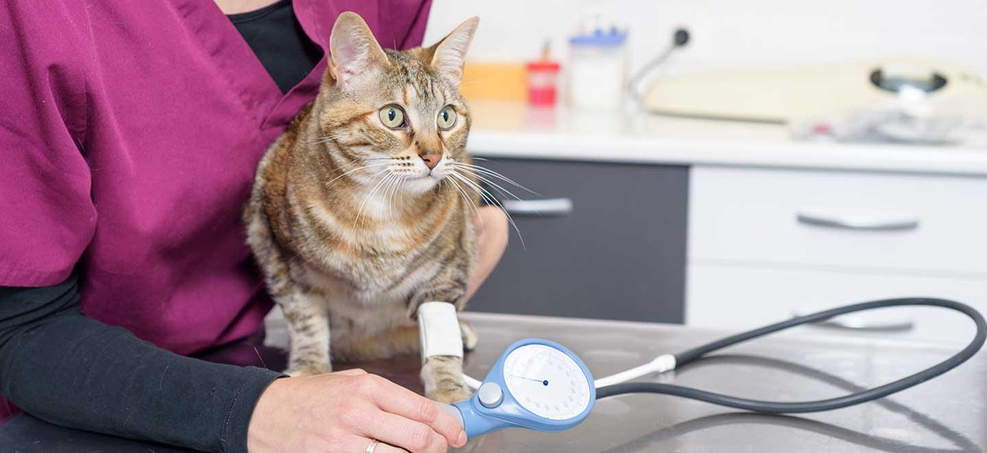 Bluthochdruck bei der Katze: Blutdruckmessung durch den Tierarzt.