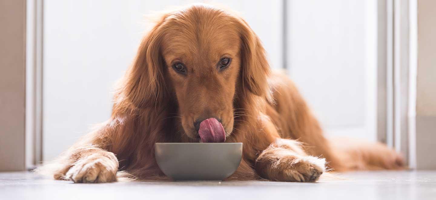 Diabetes beim Hund: Heißhunger ist ein mögliches Anzeichen