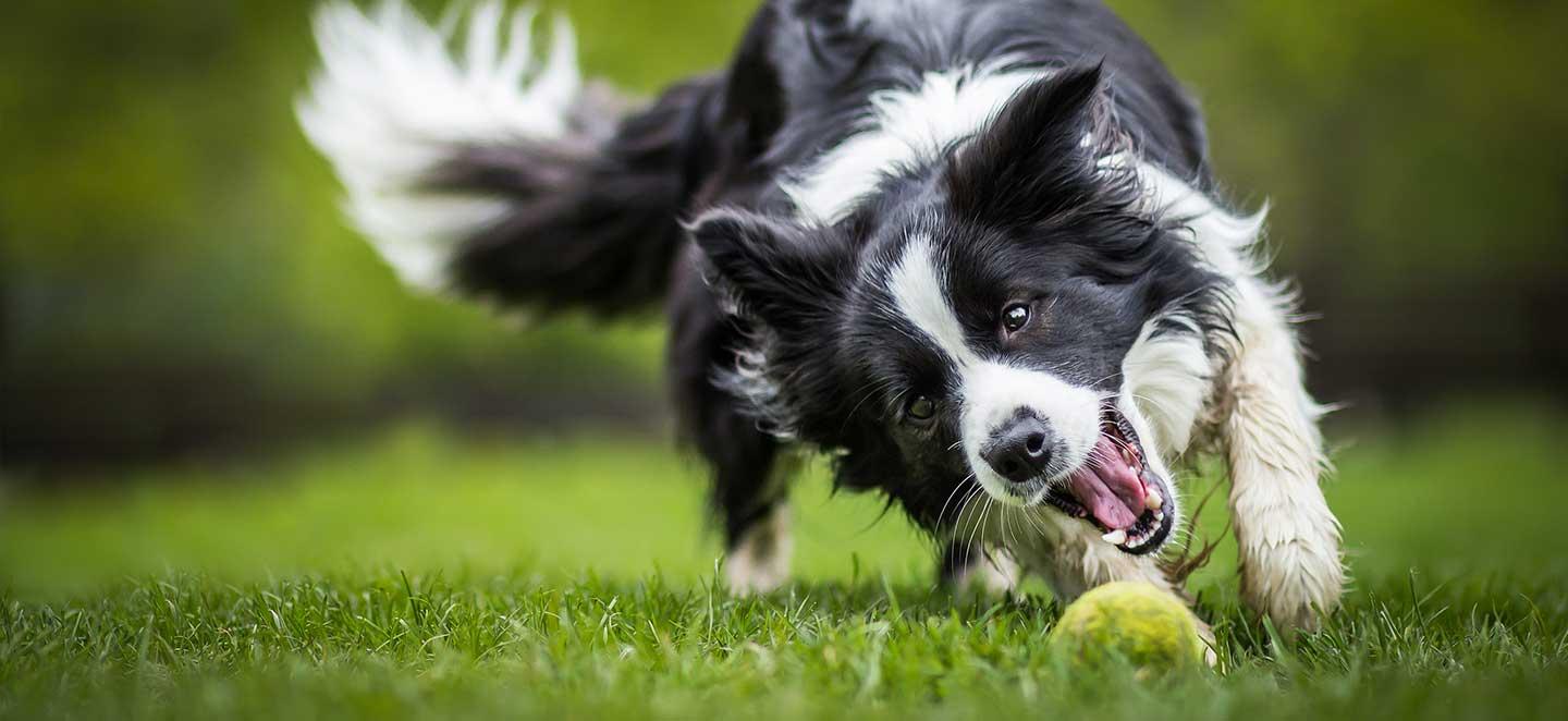 Epilepsie beim Hund: häufiger als andere Rassen betroffen ist der Border Collie