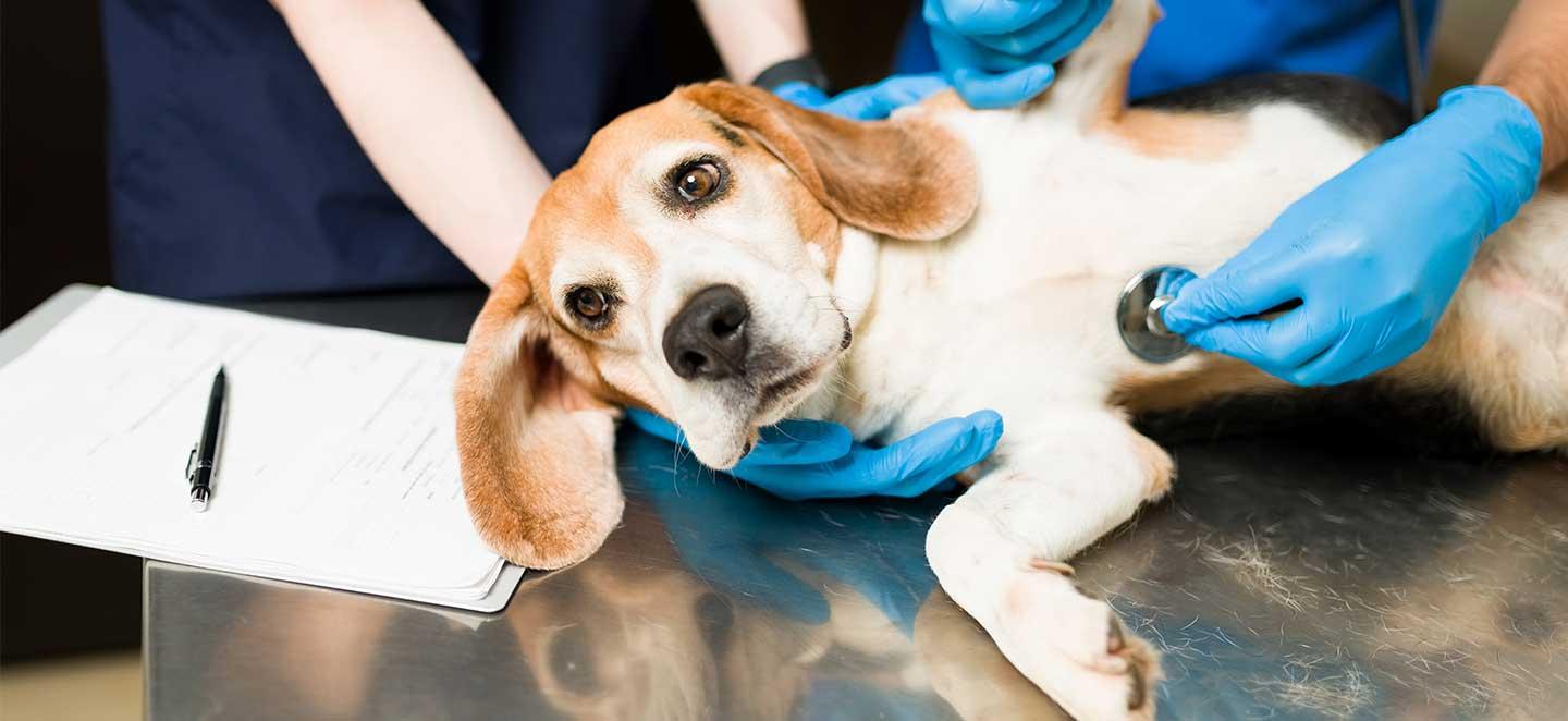 Herzerkrankung beim Hund: Hund bei der Untersuchung beim Tierarzt
