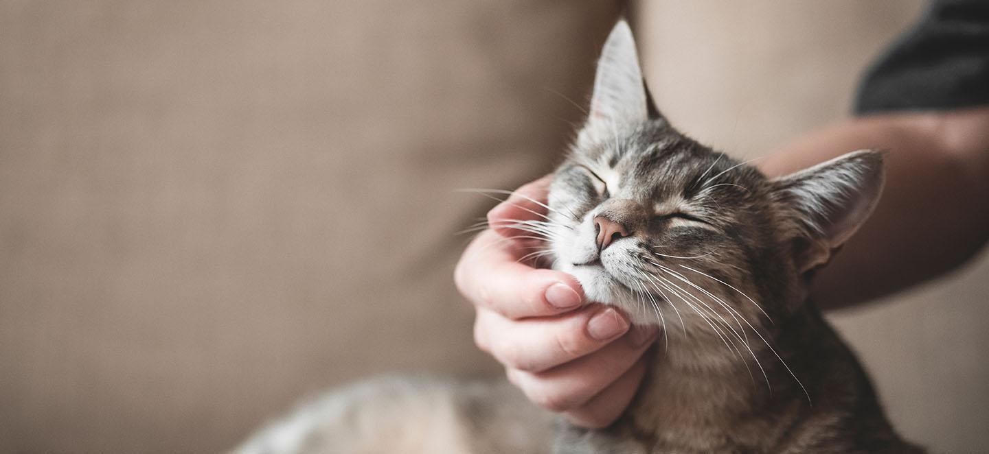 Der richtige Schutz vor Katzenseuche rettet Leben.