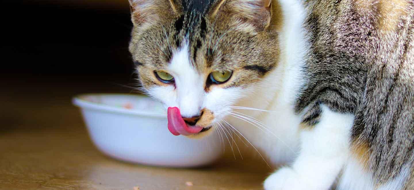 Katze beim Fressen: Katzen mit Niereninsuffizienz brauchen nierenschonendes Diätfutter 