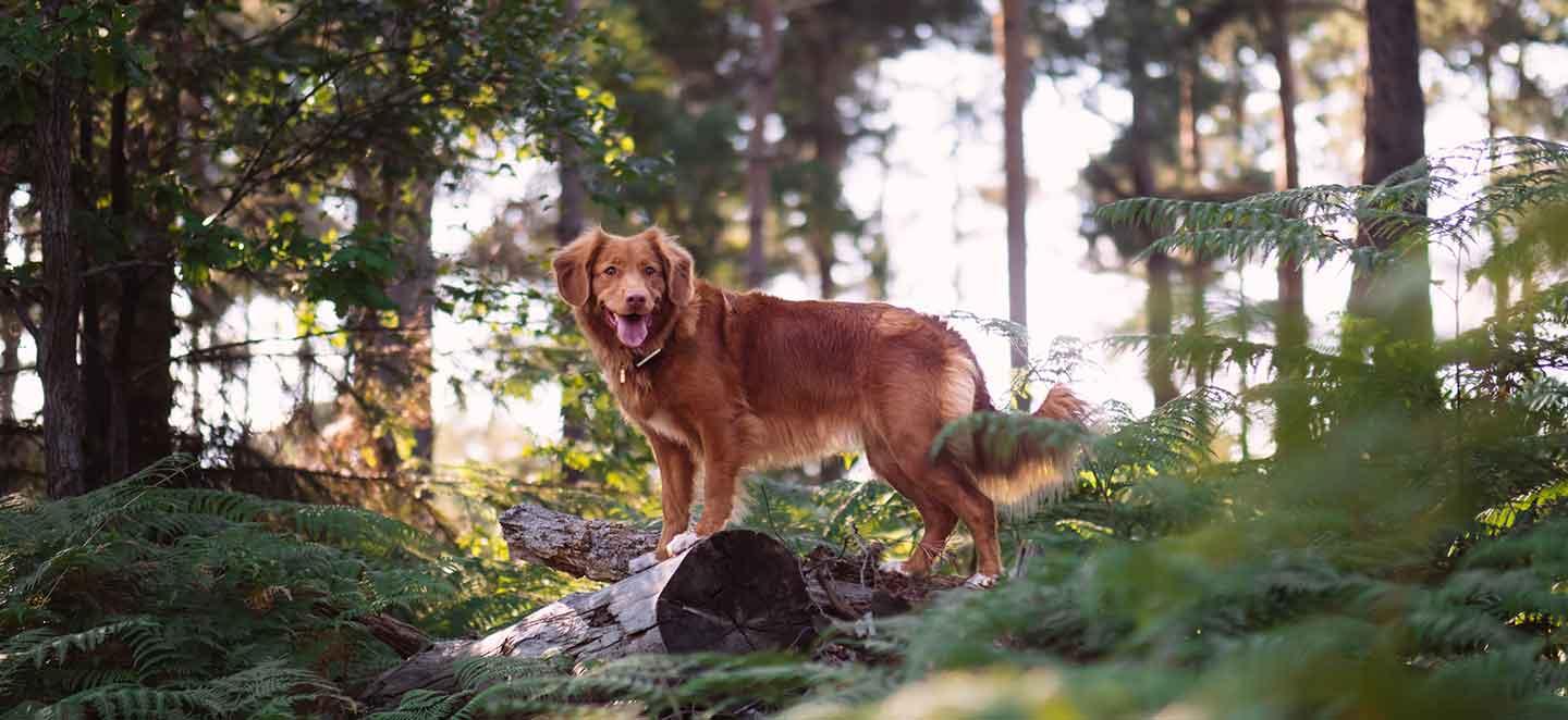 Symbolbild: Ein Hund im Wald. Parvovirose beim Hund: Impfen kann Leben retten