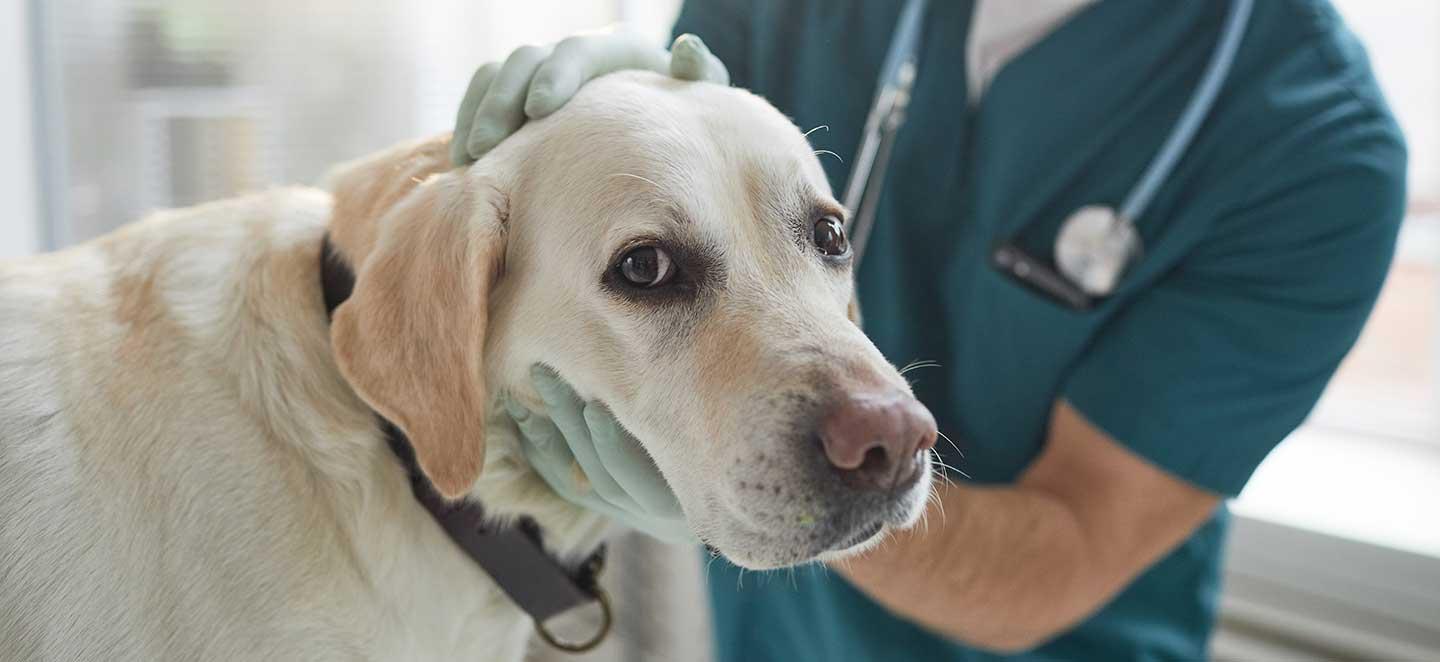 Hund beim Tierarzt zur Vorsorgeuntersuchung. Wichtig: Der Impfstatus, z. B. für Zwingerhusten.