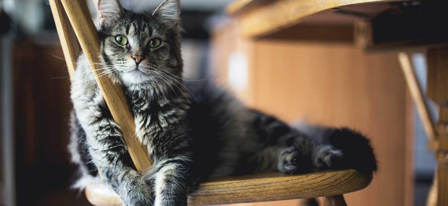 Hauskatze liegt auf Stuhl. Auch bei Hauskatzen ist eine Vorsorge wichtig.