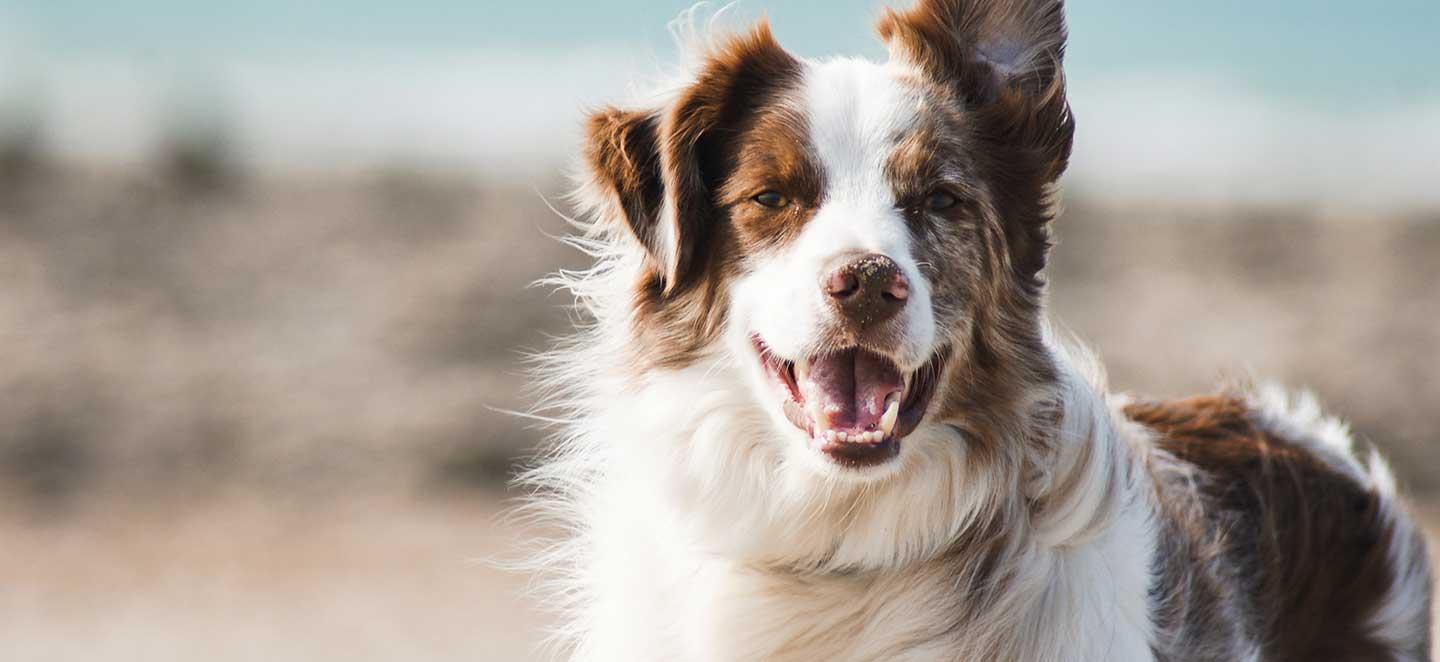 Gesundheit beim Hund: Vorsorge und regelmäßige Arztbesuche sind wichtig. Symbolbild hier: Glücklicher Hund am Strand.