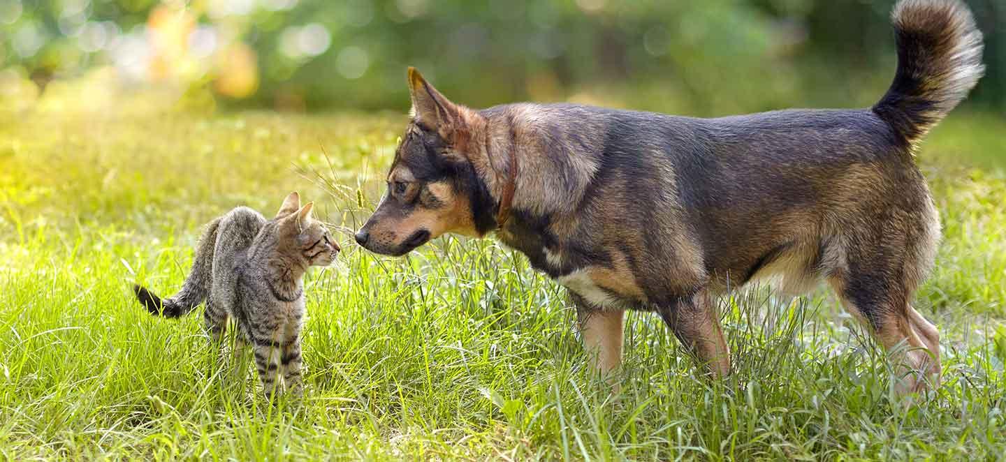 Tierisch guter Blog: News zu Katzen und Hunde