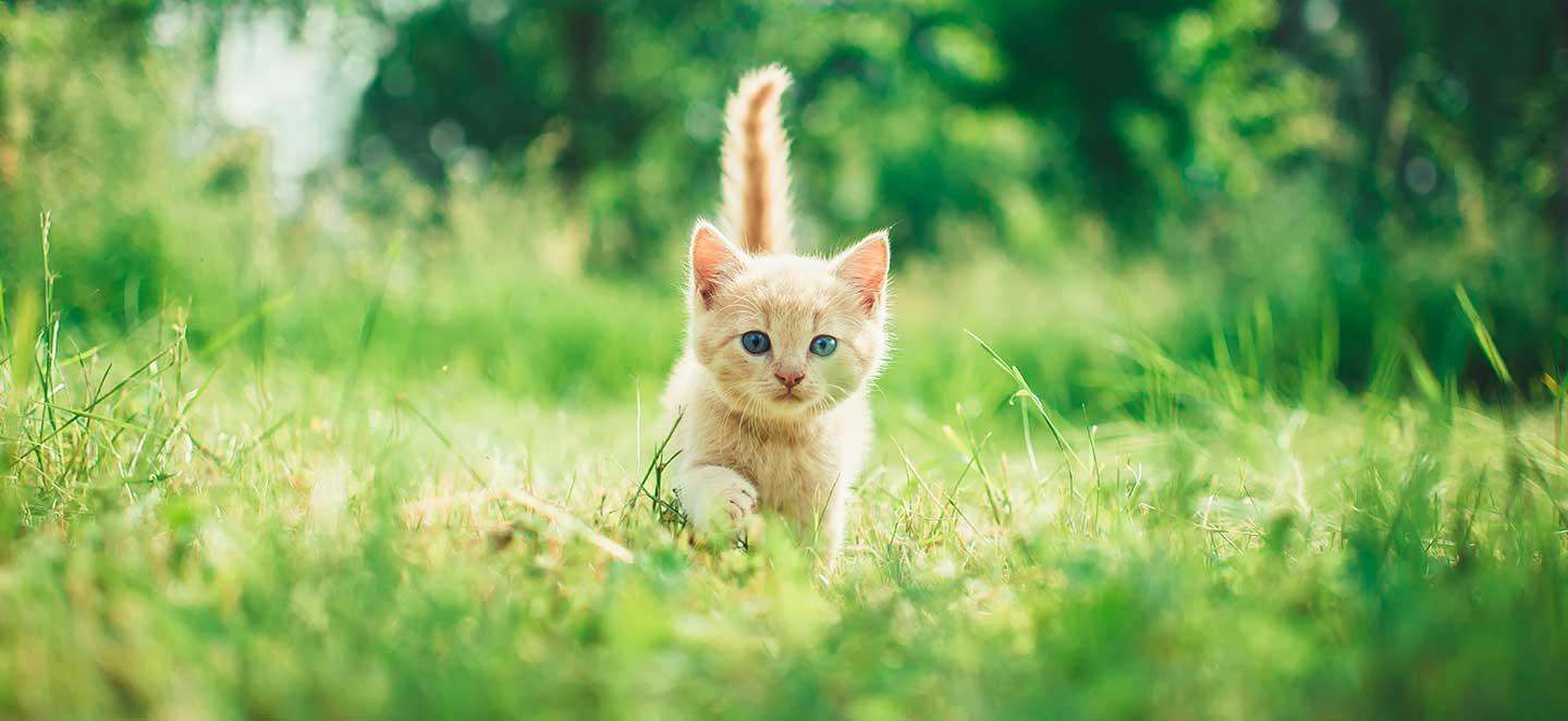 Tollwut bei der Katze: Wann ist eine Impfung wichtig?