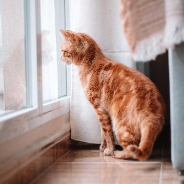 Foto einer Hauskatze. Auch Wohnungskatzen können mit Katzenseuche in Kontakt kommen.