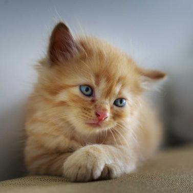 Ein junges Kätzchen.