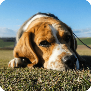 hund-rasse-beagle