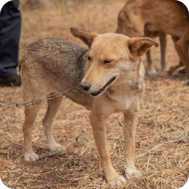 Welt-Tollwut-Tag Hund Kenya World Rabies Day