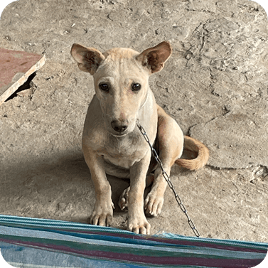 Welt-Tollwut-Tag Hund Vietnam World Rabies Day