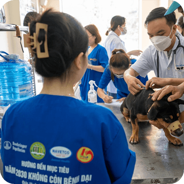 Welt-Tollwut-Tag Hund Behandlung Vietnam World Rabies Day
