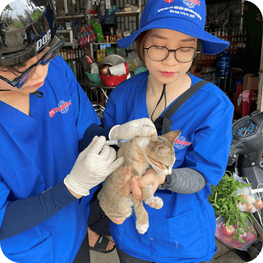 Welt-Tollwut-Tag Katze Impfung Vietnam World Rabies Day
