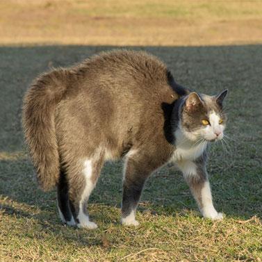 Katze mit gewölbtem Rücken und aufgestelltem Fell