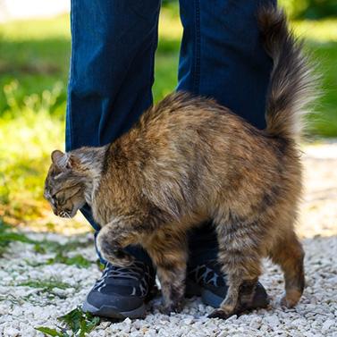 Katze schmiegt sich an Beine des Halters