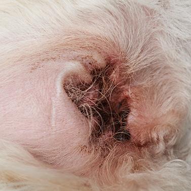 Ohrenentzündung beim Hund