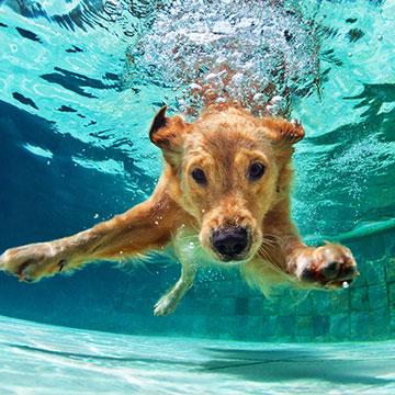 Wassersport kann bei Arthrose beim Hund helfen.