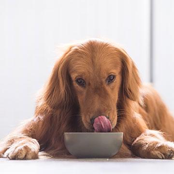 Diabetes Hund: Heißhunger bei gleichzeitigem Gewichtsverlust ist ein mögliches Anzeichen.