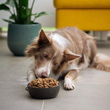 Durchfall Hund: Stress oder falsches Fressen können die Ursache sein