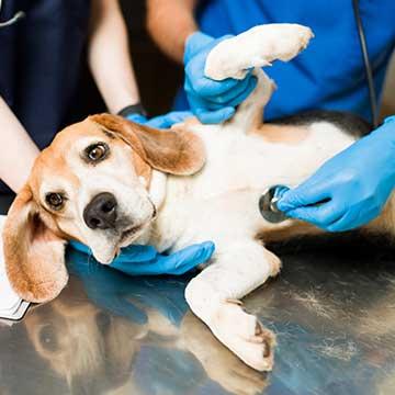 Tierarzt hört Herz beim Hund ab.