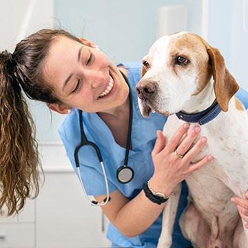 Hund beim Tierarzt: Müssen Sie Ihren Hund impfen lassen?