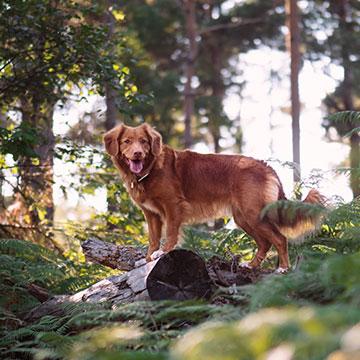 Symbolbild: Ein Hund im Wald. Parvovirose beim Hund: Impfen kann Leben retten