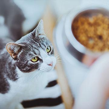 Katze beim Fressen: Manche Katzen mit Diabetes versuchen, den Energiemangel durch mehr Essen auszugleichen. 