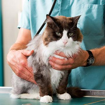 Katze beim Tierarzt - häufige Frage: Welche Impfung braucht Ihre Katze?