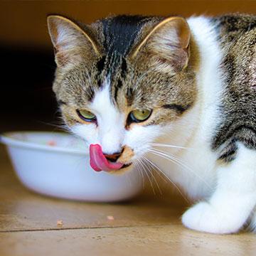 Katze beim Fressen: Katzen mit Niereninsuffizienz brauchen nierenschonendes Diätfutter 