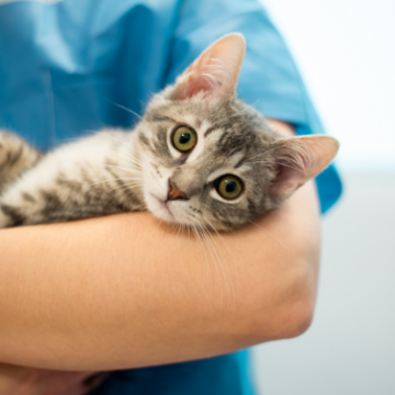 Tierarzt mit Katze auf dem Arm: infiziert mit FeVL