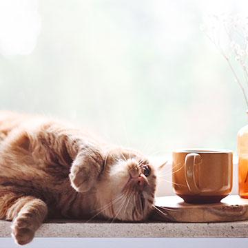 Gesunde und glückliche Katze entspannt auf einem Tisch.
