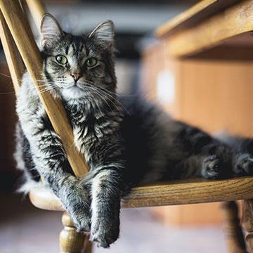 Katze liegt entspannt auf Stuhl. Bei Katzen ist eine medizinische Vorsorge wichtig.