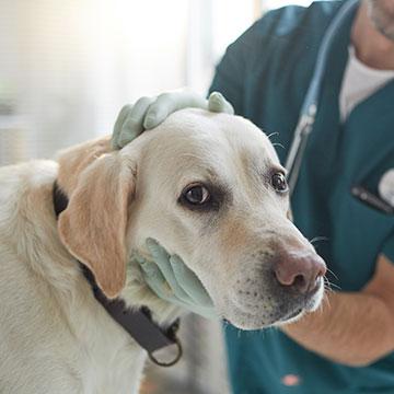 Hund beim Tierarzt zur Vorsorgeuntersuchung. Wichtig: Der Impfstatus, z. B. für Zwingerhusten.