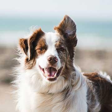 Gesundheit beim Hund: Vorsorge ist wichtig. Als Symbolbild: ein glücklicher Hund am Strand.